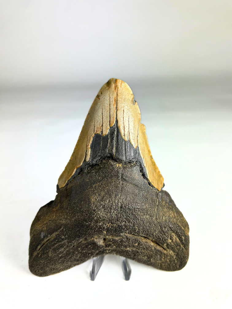Dente di Megalodonte "The Shaded" (USA) - 12,9 cm
