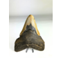 Megalodon-Zahn " The Shaded" (US) - 12,9 cm