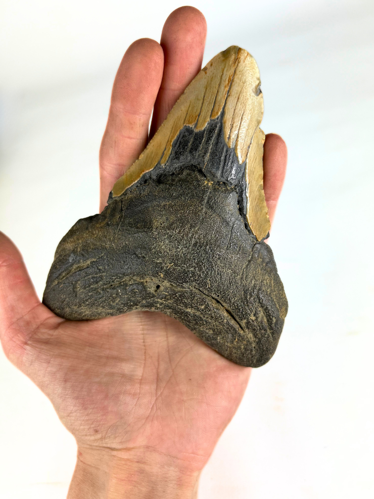 Megalodon Tooth "The Shaded" (US) - 12.9 cm