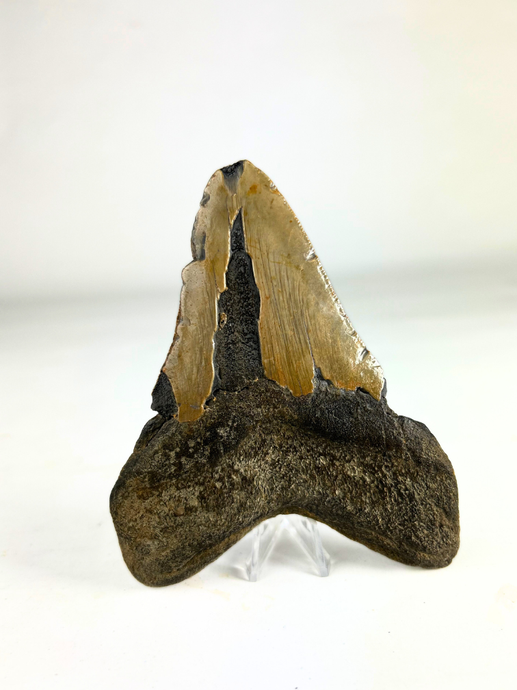 Megalodon Tooth "The Shaded" (US) - 12.9 cm