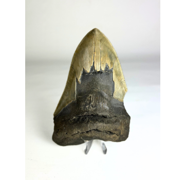 Megalodon-Zahn "Ogre's Delusion" (US) - 13,8 cm
