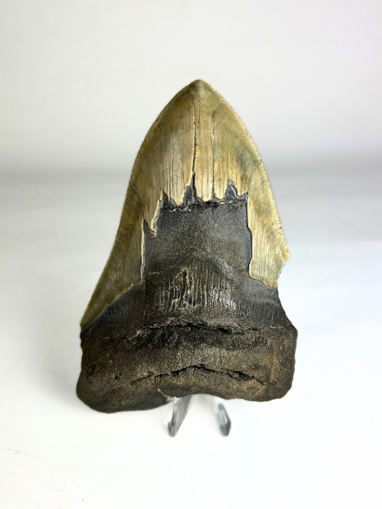 Megalodon Tooth "Ogre's Delusion" (US) - 13,8 cm