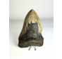 Megalodon-Zahn "Ogre's Delusion" (US) - 13,8 cm