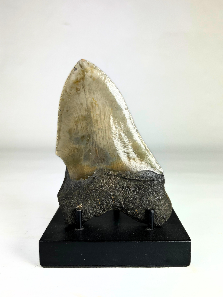 Dent de mégalodon "Ogre's Delusion" (US) - 13,8 cm