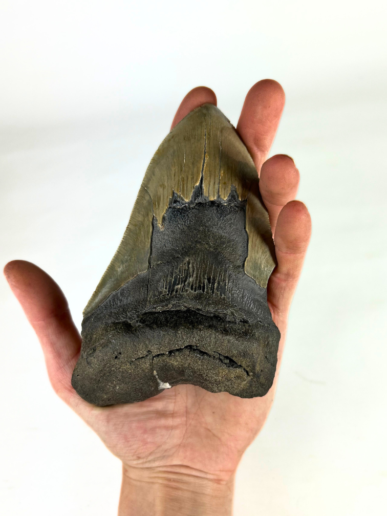 Dent de mégalodon "Ogre's Delusion" (US) - 13,8 cm