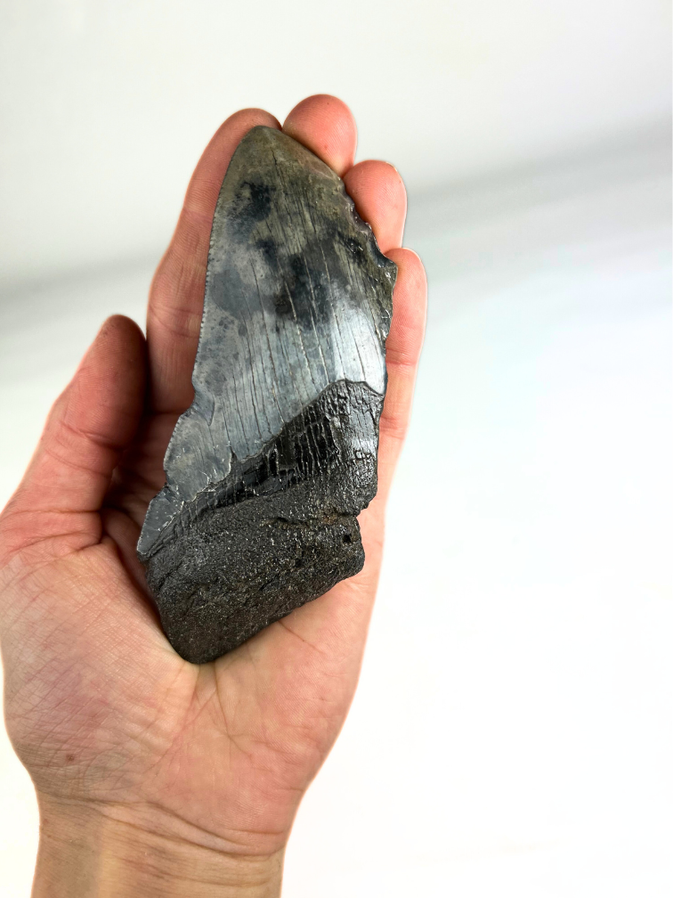 Dente di Megalodon "The Fog" (USA) - 11,7 cm