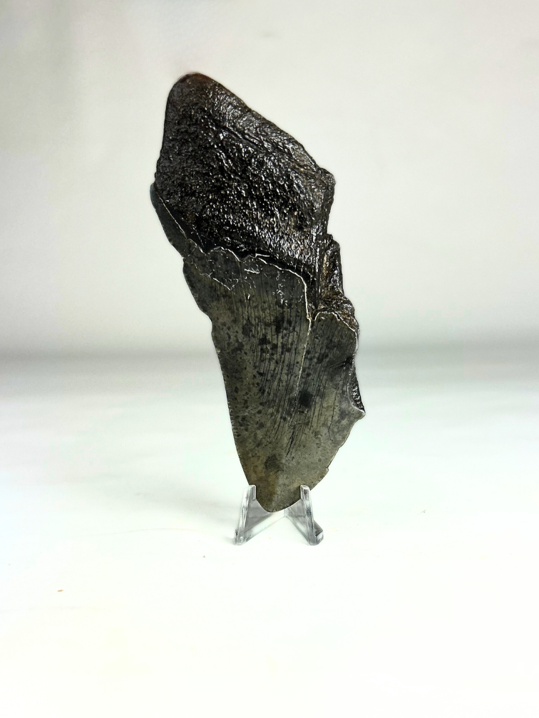 Megalodon Tand "The Fog" (VS) - 11,7 cm