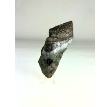 Dent de mégalodon "The Fog" (US) - 11,7 cm