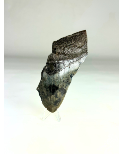 Dente di Megalodon "The Fog" (USA) - 11,7 cm