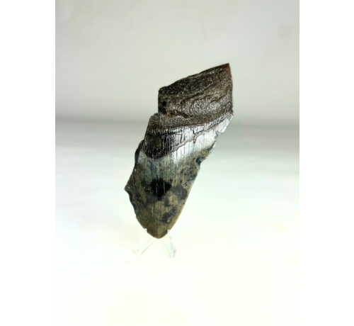 Megalodon Tooth "The Fog" (US) - 11.7 cm