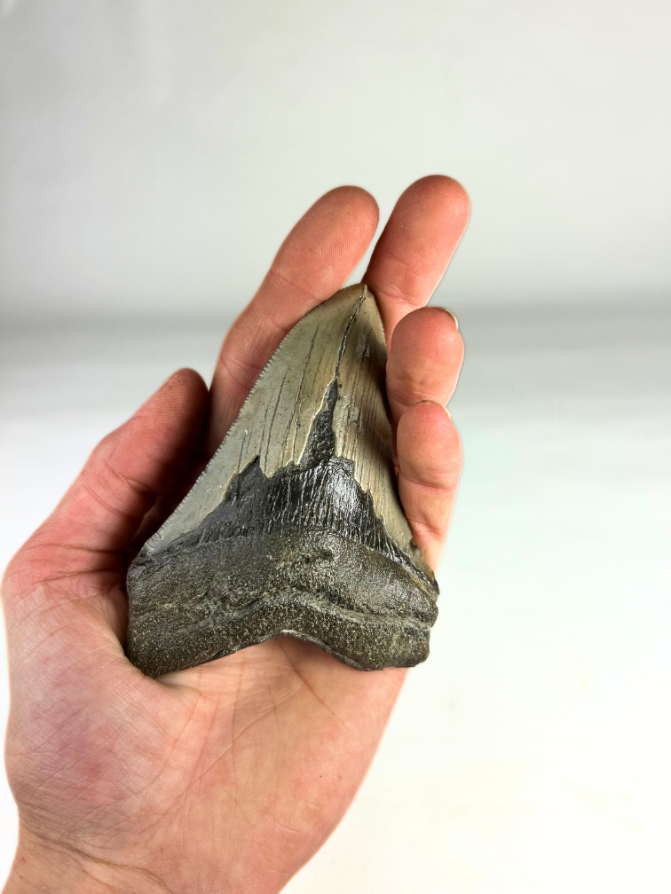 Diente de Megalodon "Purety Mined" (US) - 10.1 cm