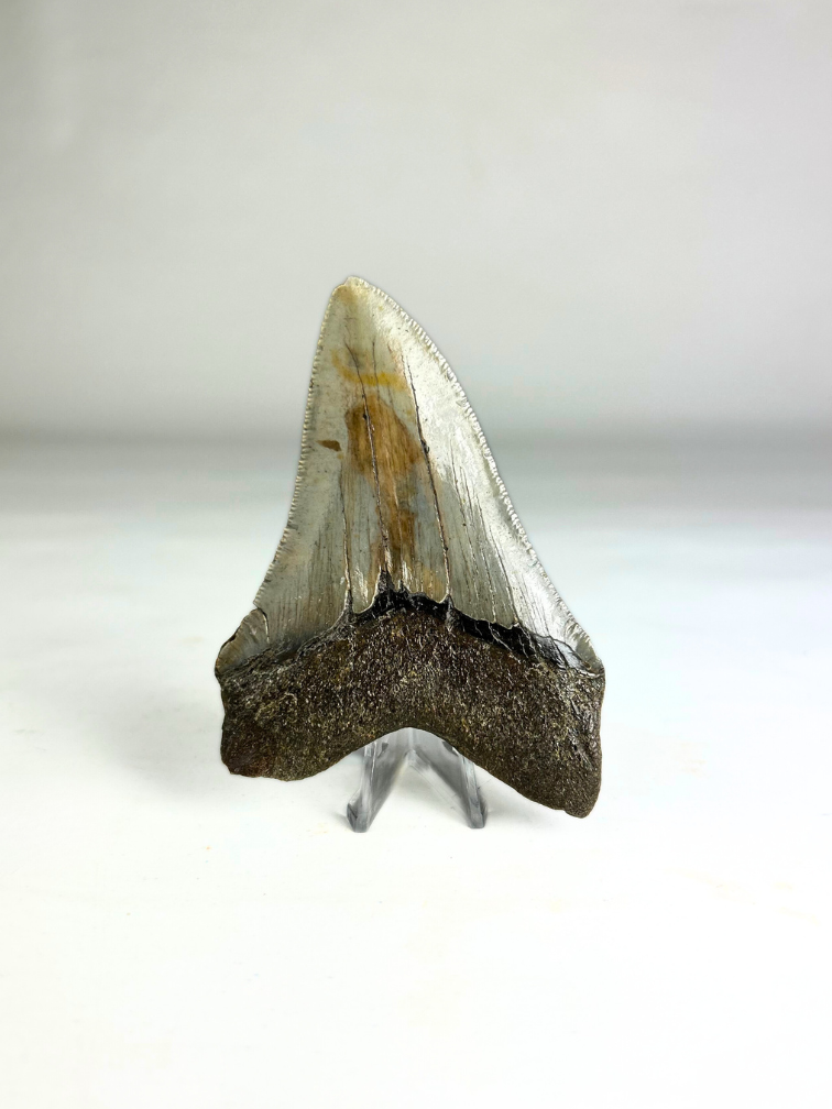 Megalodon Tand "Purety Mined" (VS) - 10,1 cm