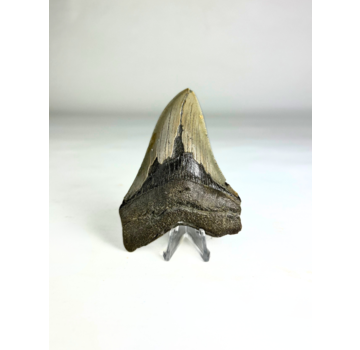 Dente di Megalodon "Purety Mined" (USA) - 10,1 cm