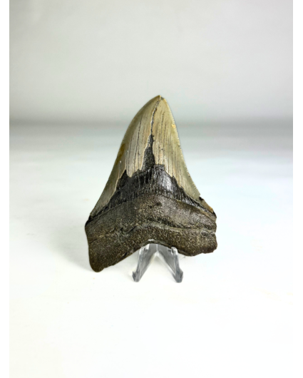 Megalodon Tand "Purety Mined" (VS) - 10,1 cm