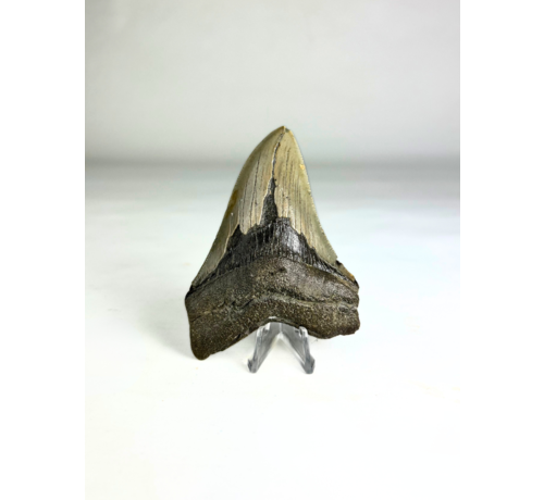 Megalodon Tand "Purety Mined" (VS) - 10,1 cm