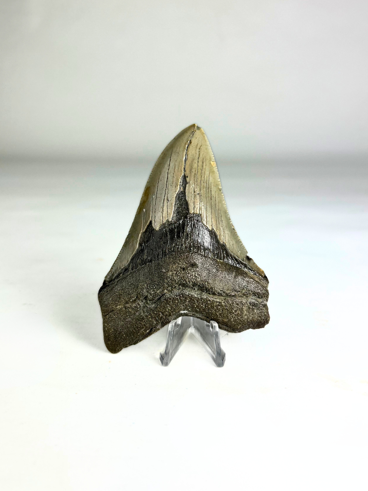 Megalodon Tand "Purety Mined" (VS) - 10,1 cm