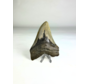 Megalodon-Zahn "Purety Mined" (US) - 10,1 cm