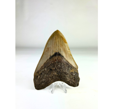 Dente di Megalodon 'The Fallen' (USA) - 10,9 cm