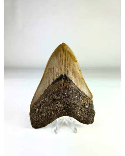 Dent de Megalodon The Fallen' (US) - 10.9 cm