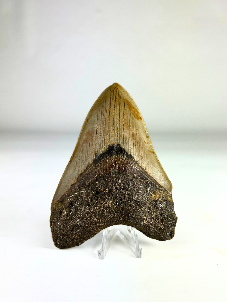 Megalodon tooth 'The Fallen' (US) - 10.9 cm
