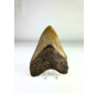 Dente di Megalodon 'The Fallen' (USA) - 10,9 cm