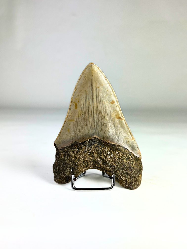 Megalodon tooth 'The Fallen' (US) - 10.9 cm