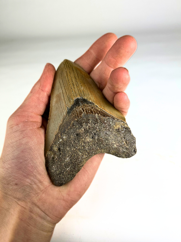 Megalodon tooth 'The Fallen' (US) - 10.9 cm