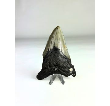 Megalodon tand ''Shard of Distortion '' (VS) - 10,2 cm