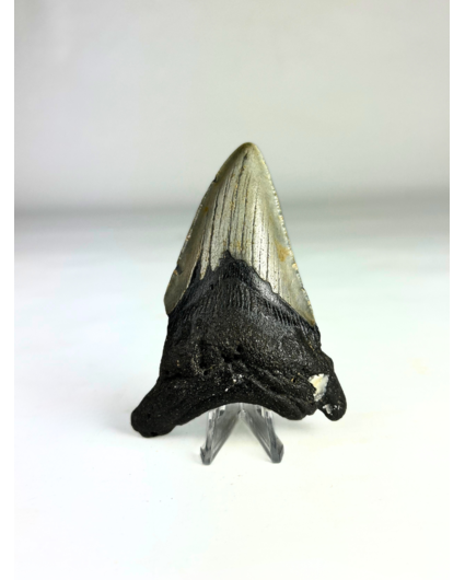 Megalodon tand ''Shard of Distortion '' (VS) - 10,2 cm