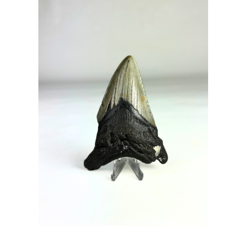 Megalodon tand ''Shard of Distortion '' (VS) - 10,2 cm