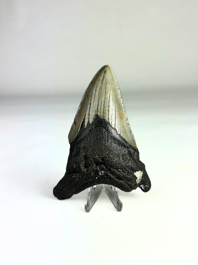 Megalodon tooth ''Shard of Distortion '' (US) - 10.2 cm