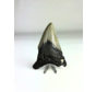 Dent de mégalodon ''Shard of Distortion '' (US) - 10,2 cm