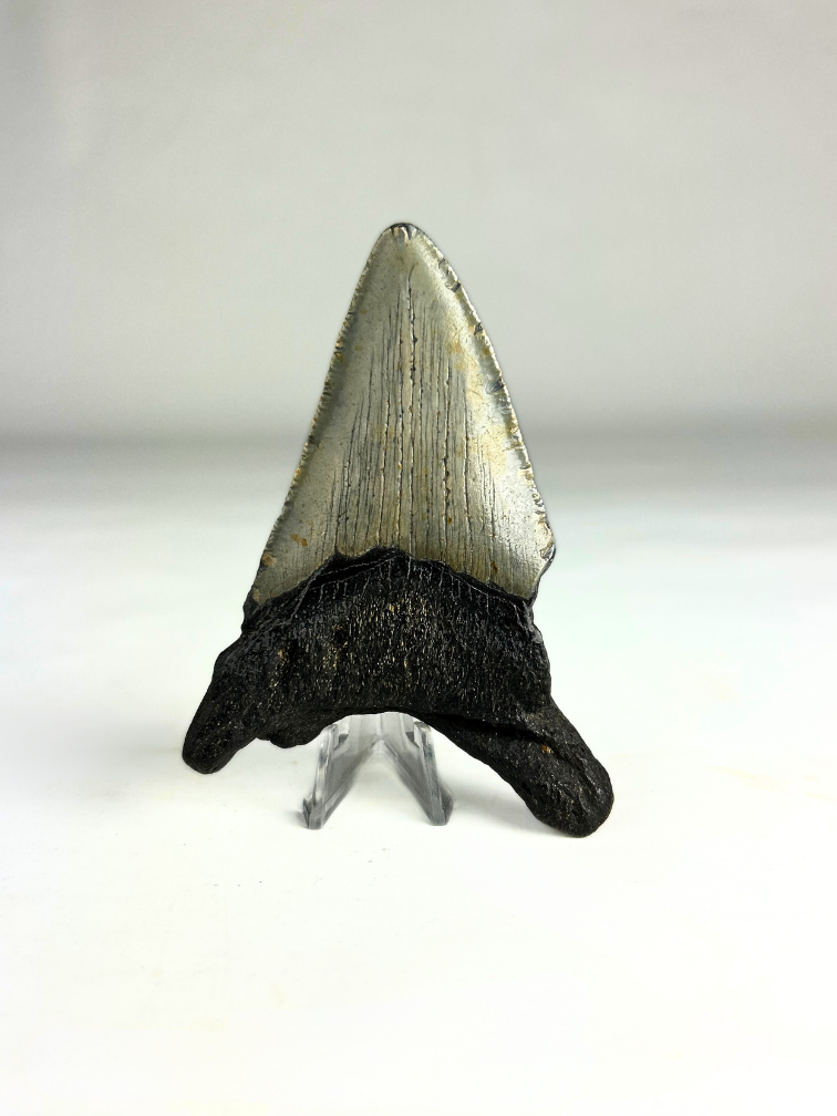 Dente di Megalodon ''Shard of Distortion '' (USA) - 10,2 cm
