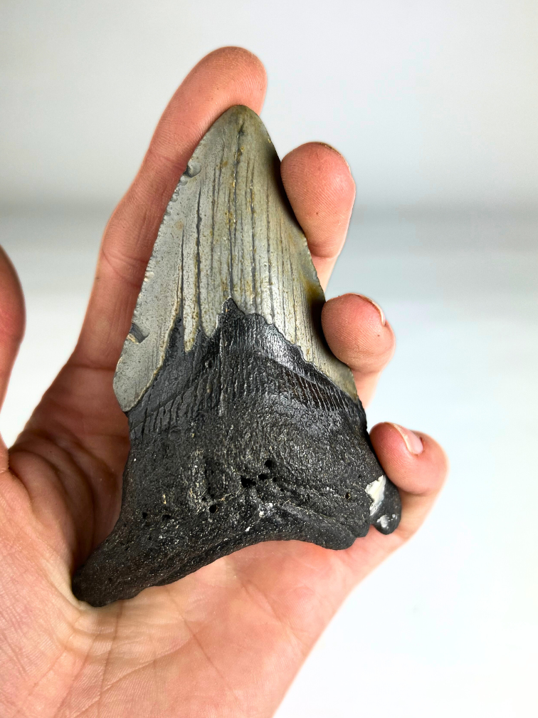 Megalodon tooth ''Shard of Distortion '' (US) - 10.2 cm
