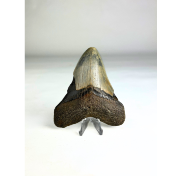 Megalodon-Zahn "Crest of Divinity" (US) - 9,7 cm
