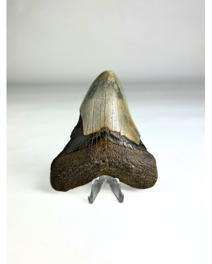 Dente di Megalodon "Crest of Divinity" (USA) - 9,7 cm