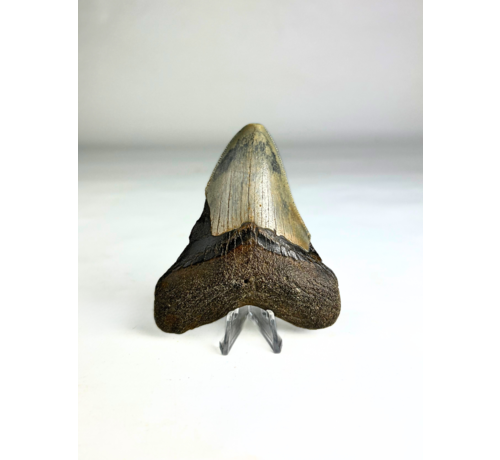Dente di Megalodon "Crest of Divinity" (USA) - 9,7 cm