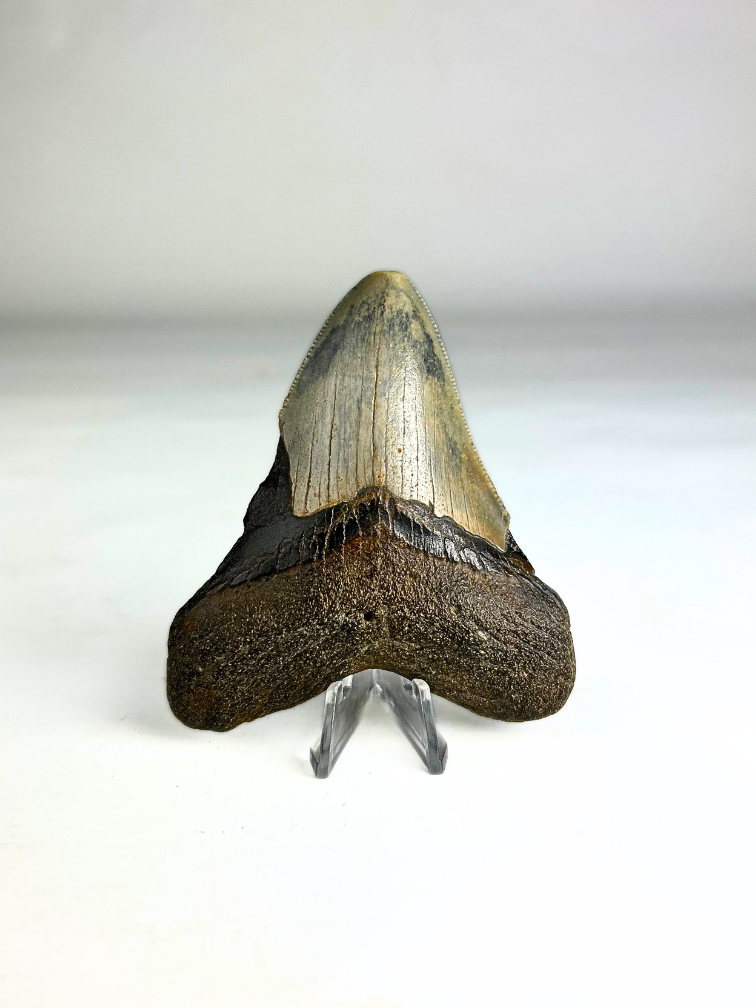 Diente de Megalodon "Crest of Divinity" (US) - 9,7 cm