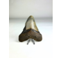 Diente de Megalodon "Crest of Divinity" (US) - 9,7 cm