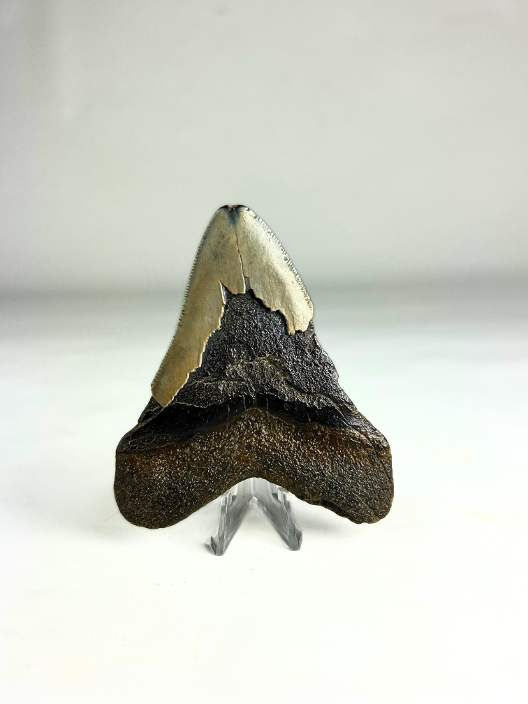 Dente di Megalodon "Crest of Divinity" (USA) - 9,7 cm