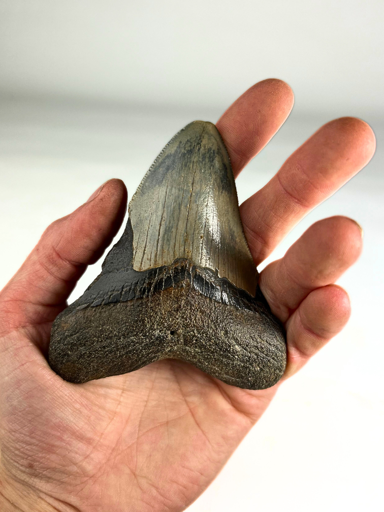 Dente di Megalodon "Crest of Divinity" (USA) - 9,7 cm