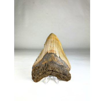 Megalodon Tooth "Paladin's Artifact" (US) - 11,8 cm