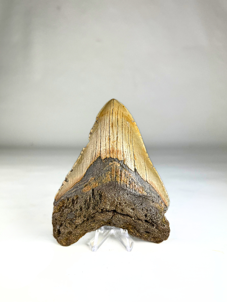 Megalodon Tand "Paladin's Artifact" (VS) - 11,8 cm