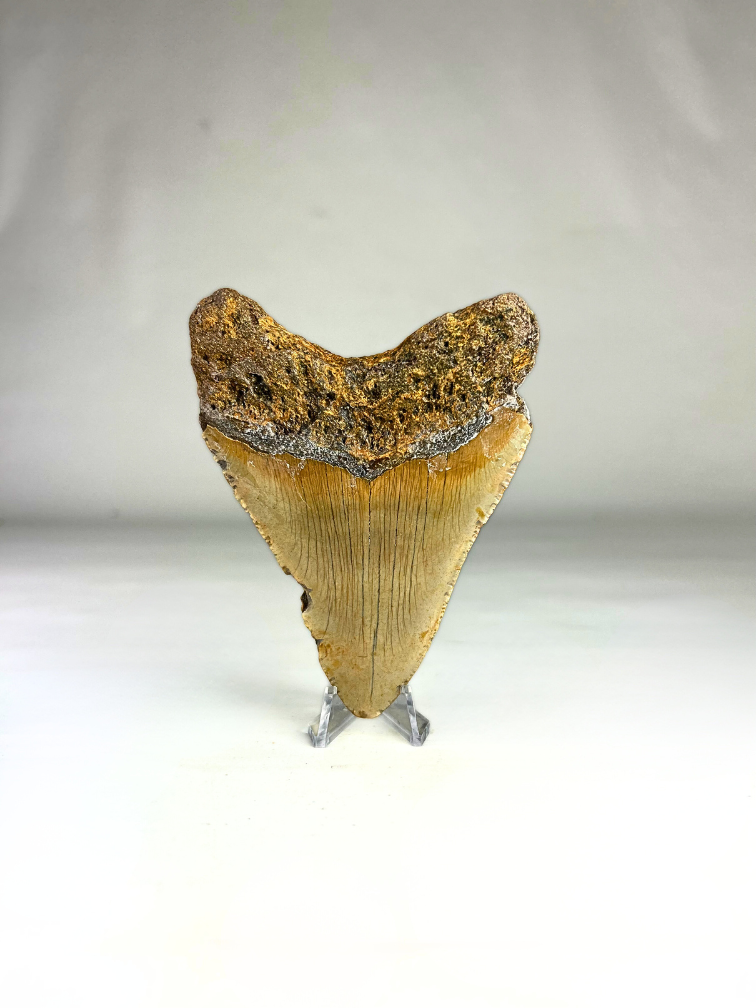 Megalodon Tand "Paladin's Artifact" (VS) - 11,8 cm