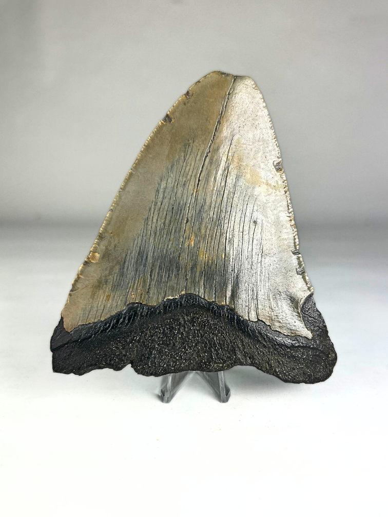 Megalodon Tand "Defeated Defender" (VS) - 11,6 cm