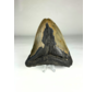 Megalodon Tooth "Defeated Defender" (US) - 11.6 cm