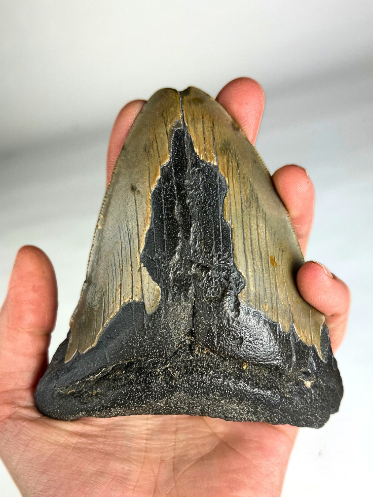 Megalodon Tand "Defeated Defender" (VS) - 11,6 cm