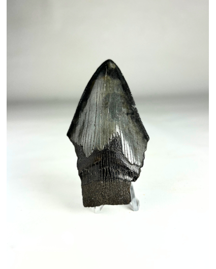 Megalodon-Zahn "Ninja's Kunai" (US) 8,4 cm