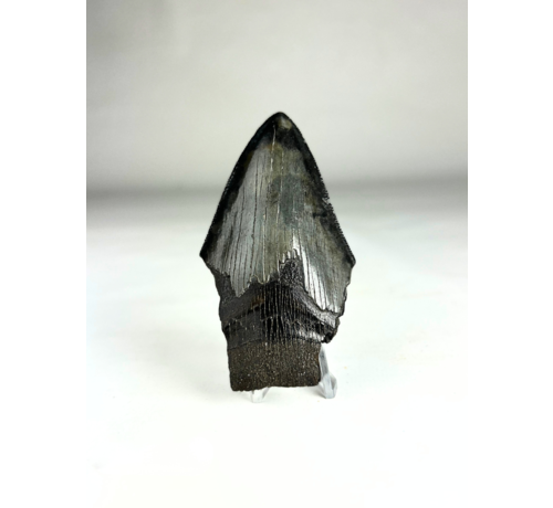 Megalodon tooth "Ninja's Kunai" (US) 8,4 cm