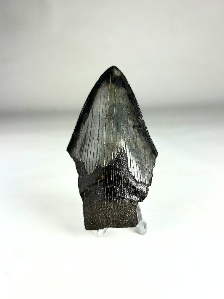 Megalodon tooth "Ninja's Kunai" (US) 8,4 cm